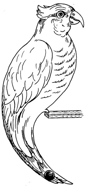 Ожереловый попугай раскраска