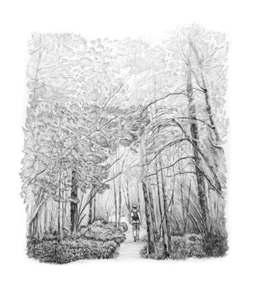 Рисунки природы