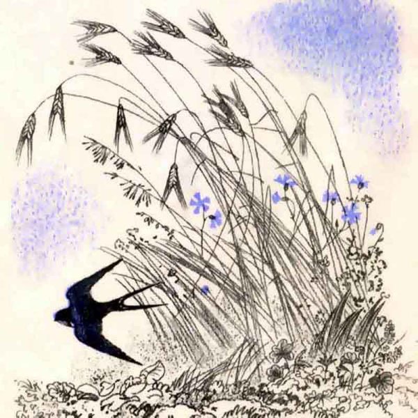 Ласточки летают низко над землей