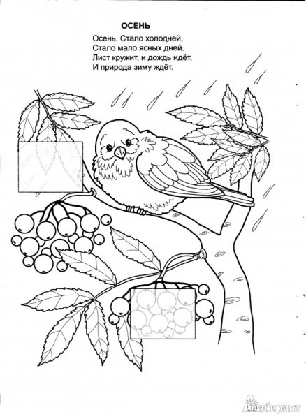 Осенние птицы раскраска для малышей