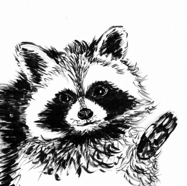 Енотик рисунок карандашом
