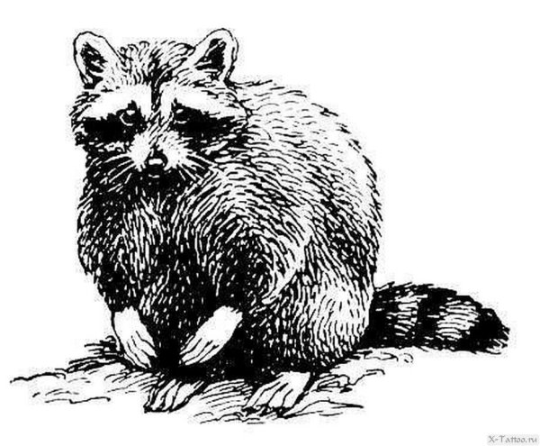 Енот черно белый рисунок