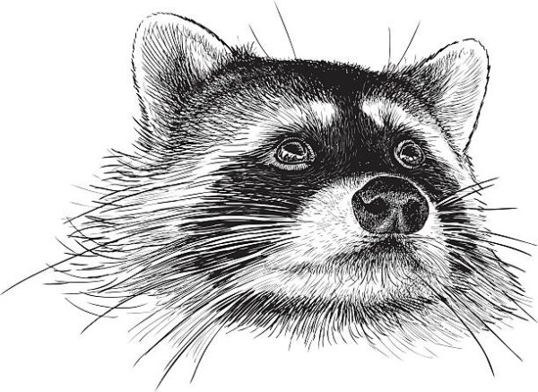 Полоскун енот чб