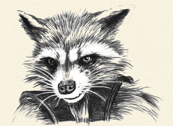 Енот черно белый