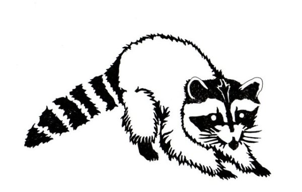 Енот контур