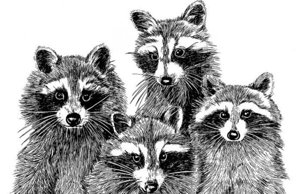 Енот черно белый