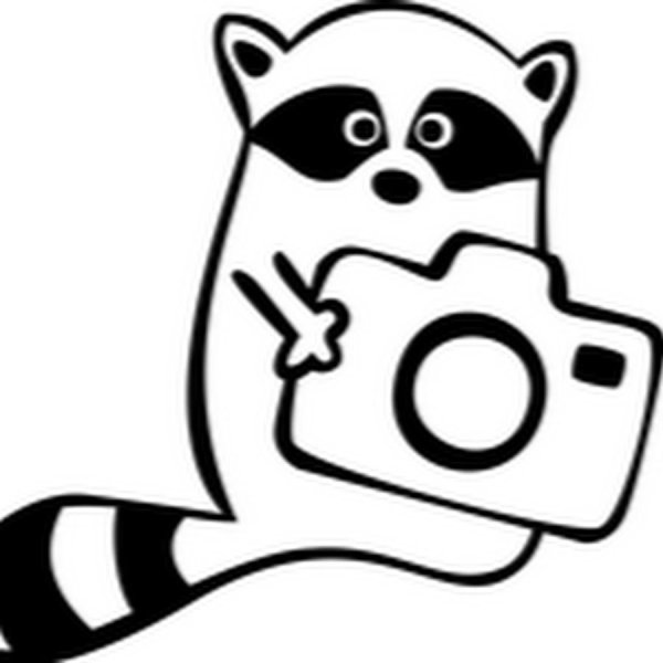 Енот с фотоаппаратом