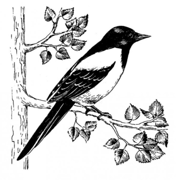 Раскраска птицы сорока
