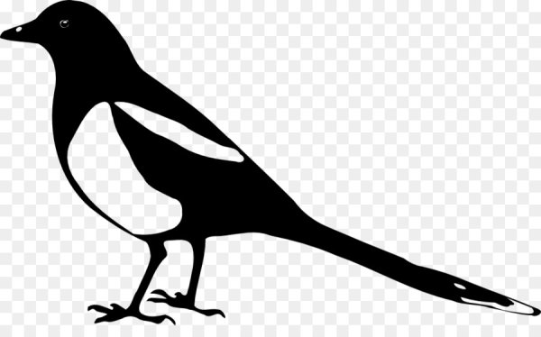 Силуэты птиц для детей