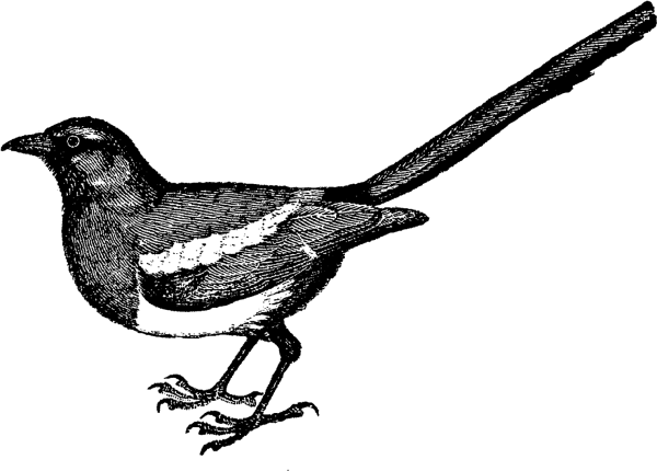 Сорока раскраска