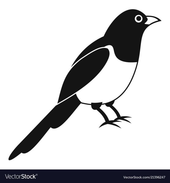 Сорока картинка для детей