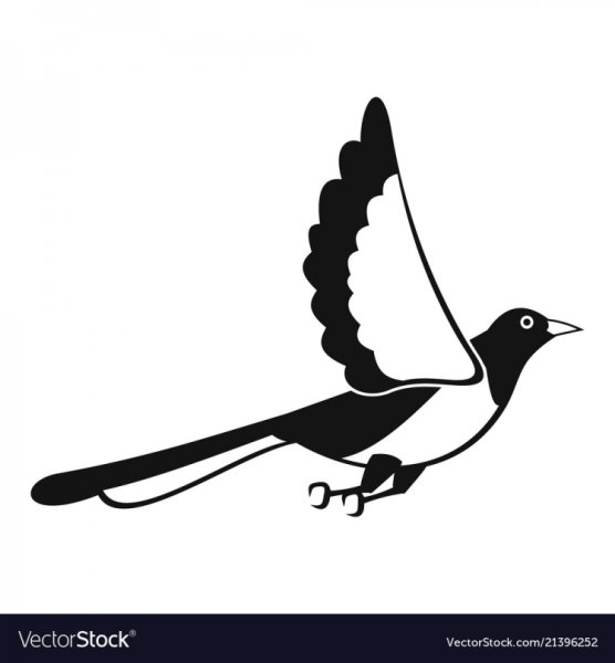 Сорока в полете