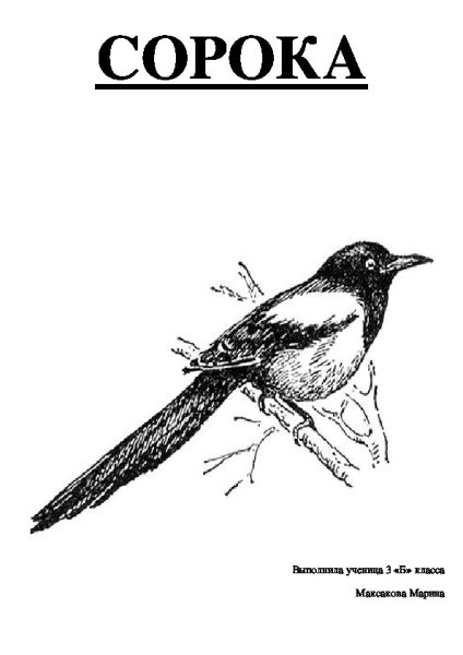 Сорока на прозрачном фоне