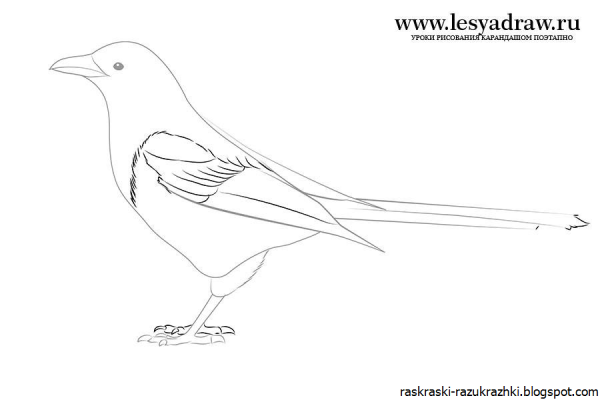 Силуэт сороки