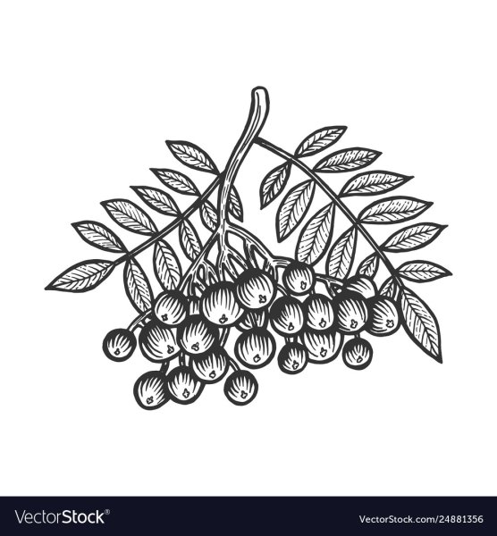 Черноплодная арония гравюра