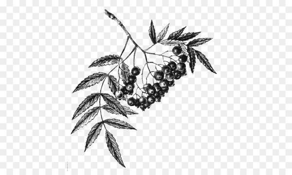 Арония черноплодная рисунок