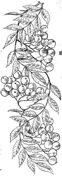 Рябина черно белая