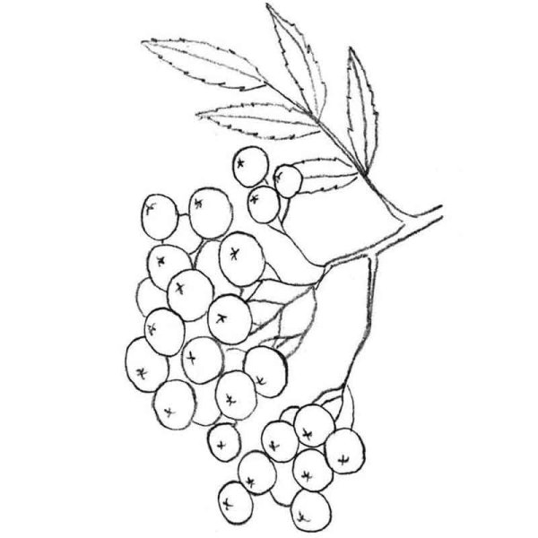 Гроздь рябины раскраска для детей