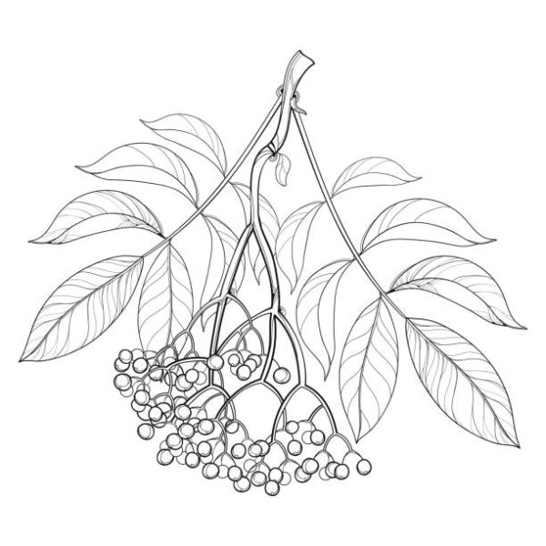 Бузина раскраска