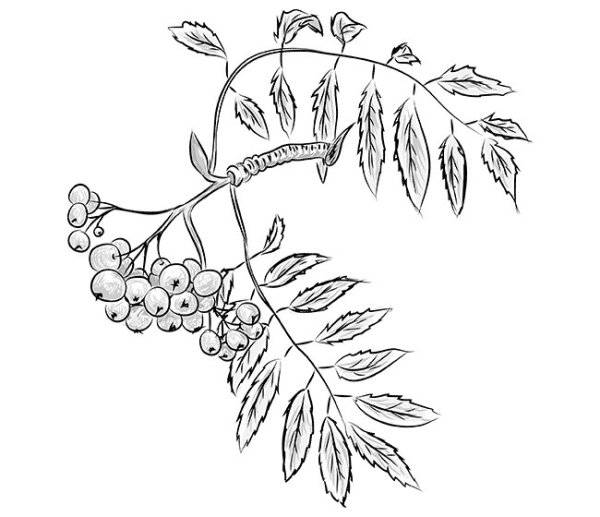 Ветка рябины рисунок