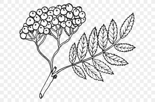 Рябина обыкновенная лист рисунок