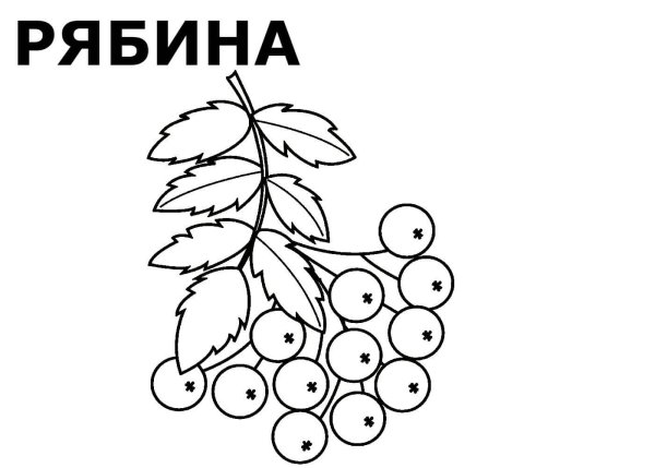 Гроздь рябины раскраска для детей