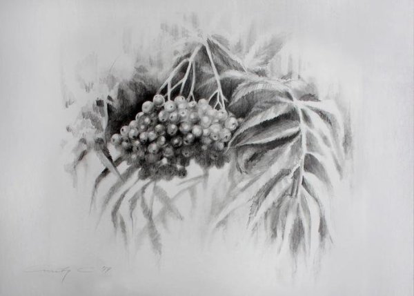 Ветка рябины карандашом