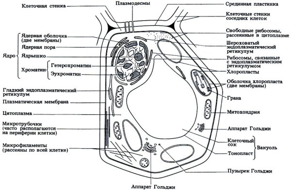 Органеллы растительной клетки схема