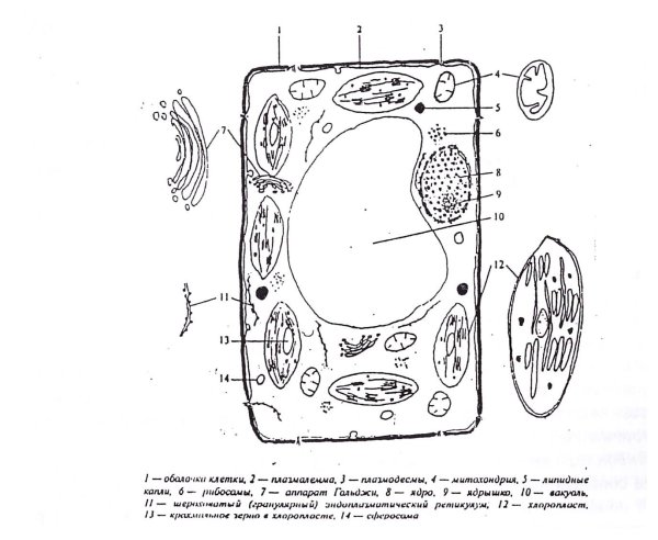 Схема растительной клетки 5 класс биология