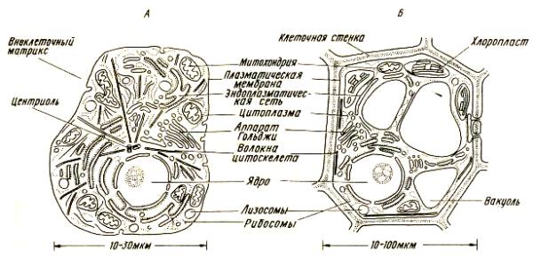 Строение растительной клетки черно белый рисунок