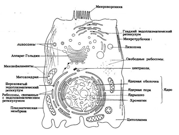 Строение животной и растительной клетки чб