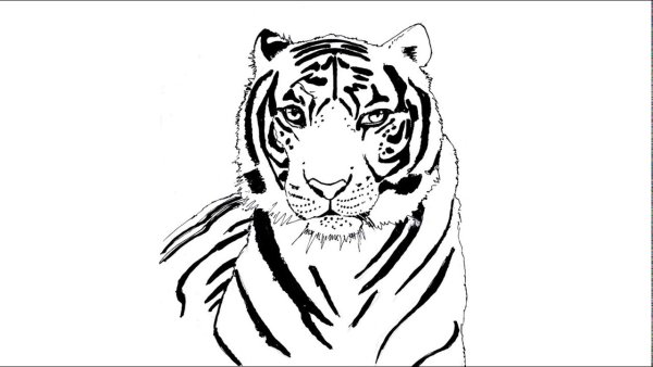 Голова тигра раскраска
