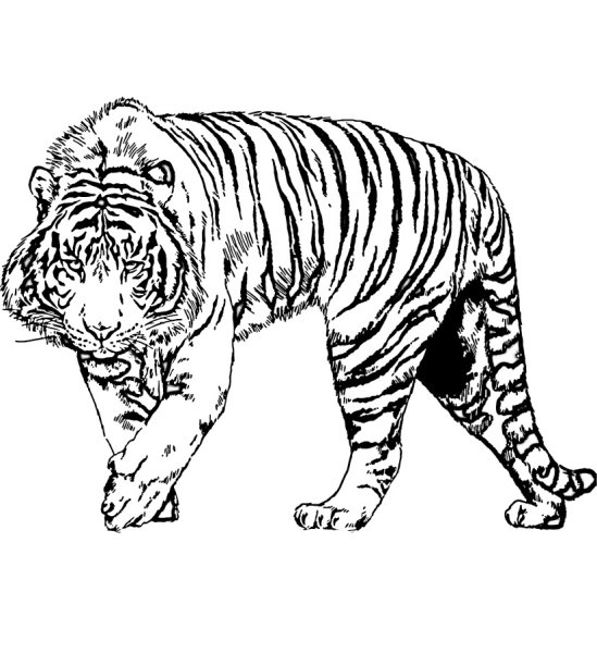 Амурский тигр раскраска
