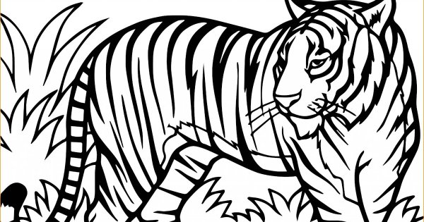 Тигр. Раскраска