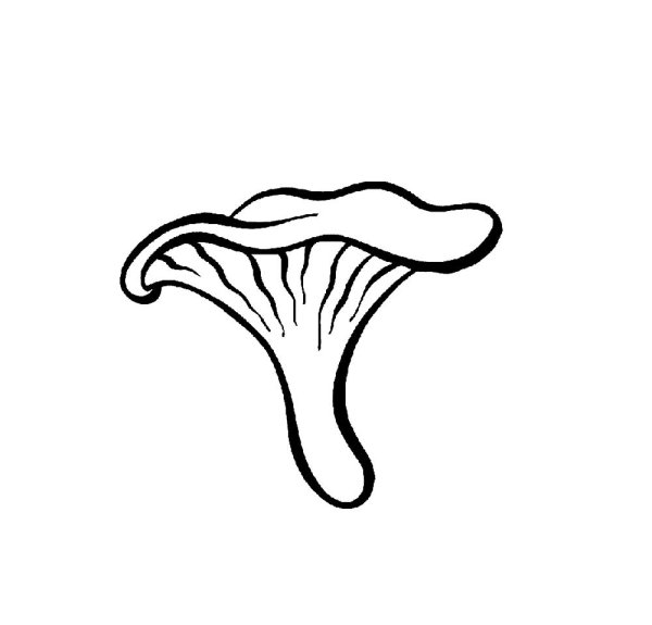 Гриб Лисичка раскраска