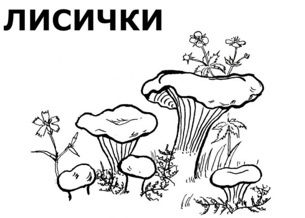 Гриб груздь раскраска