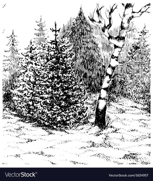 Рисунок зимнего леса черно белый