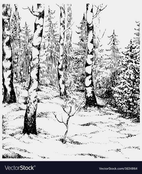 Лес графический рисунок