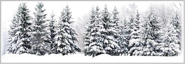 Зимний лес на прозрачном фоне