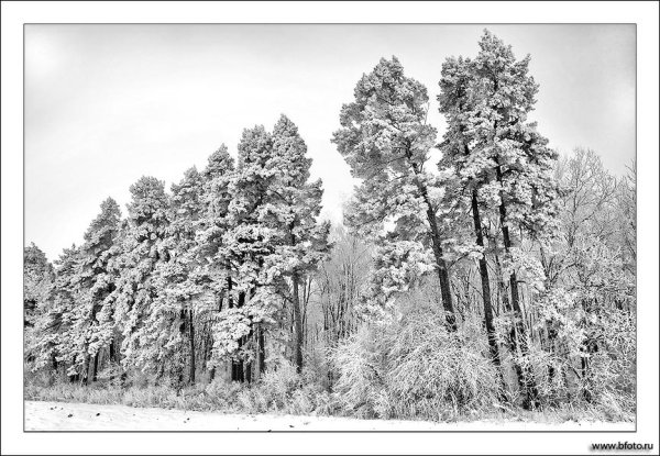 Лес иллюстрация белый