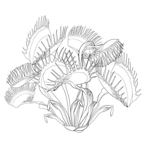 Венерина мухоловка