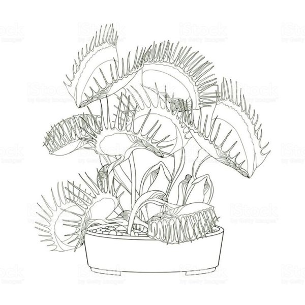 Венерина мухоловка