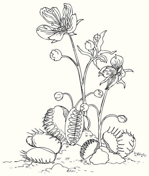 Венерина мухоловка