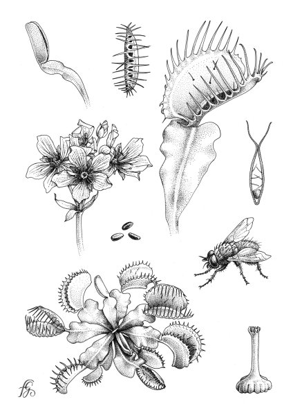 Венерина мухоловка нарисовать