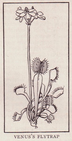 Венерина мухоловка