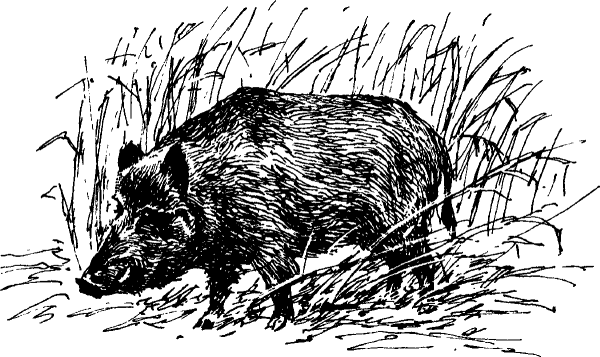 Дикий кабан раскраска для детей