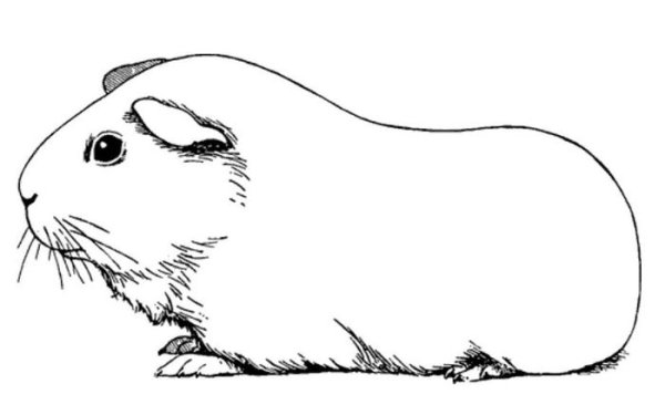 Раскраска морская Свинка