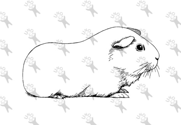 Джунгарский хомяк рисунок