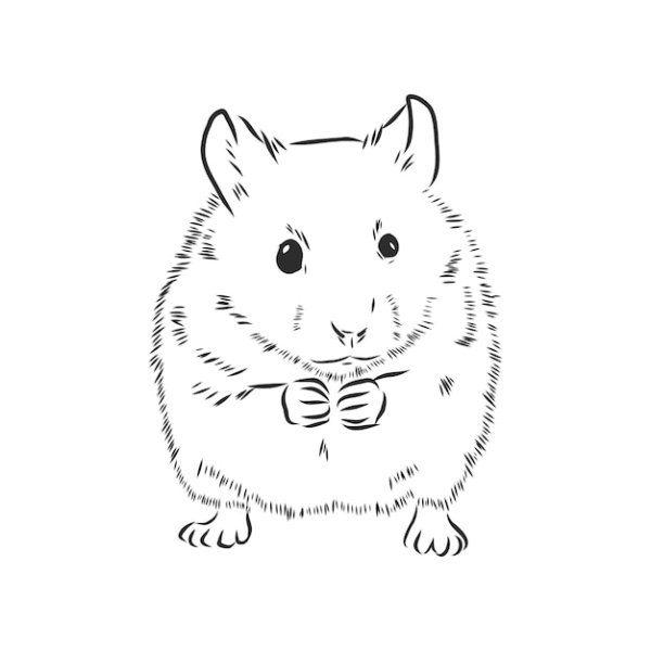 Раскраска морская Свинка