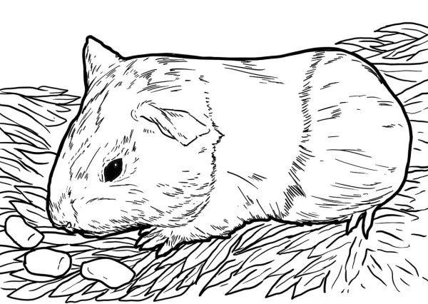 Лайн шиншилла